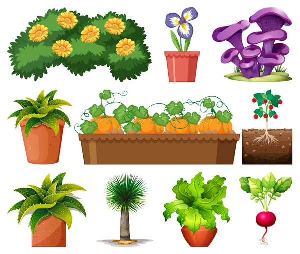 白い背景のイラストに隔離されたポットに異なる植物のセット — ストックベクタ