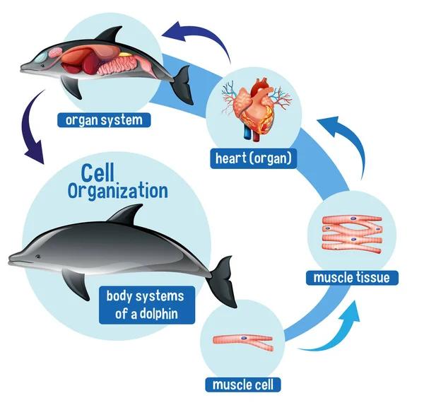 Diagrama Que Muestra Organización Celular Una Ilustración Delfines — Vector de stock