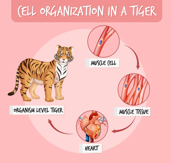 Schema Che Mostra Organizzazione Cellulare Illustrazione Tigre — Vettoriale Stock