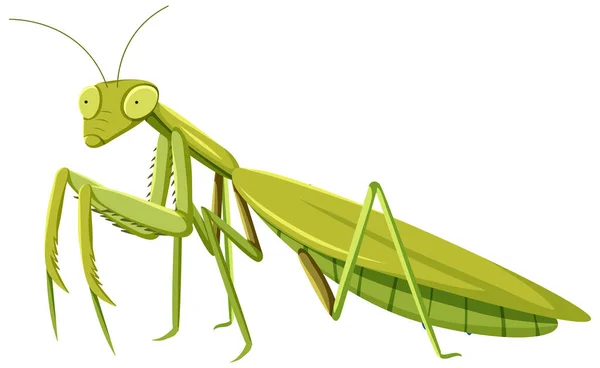 Mantid Estilo Cartoon Isolado Fundo Branco Ilustração — Vetor de Stock