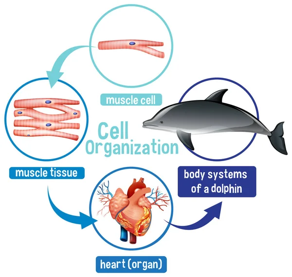 Diagram Som Visar Cellorganisationen Delfinillustration — Stock vektor