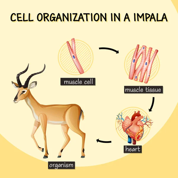 Diagram Menunjukkan Organisasi Sel Dalam Ilustrasi Impala - Stok Vektor