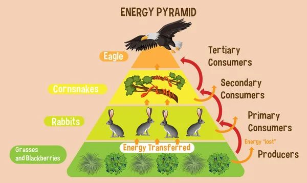 Schemat Przedstawiający Piramidę Energetyczną Dla Ilustracji Edukacji — Wektor stockowy
