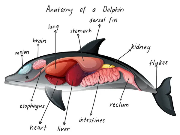 Anatomie Eines Delfins — Stockvektor