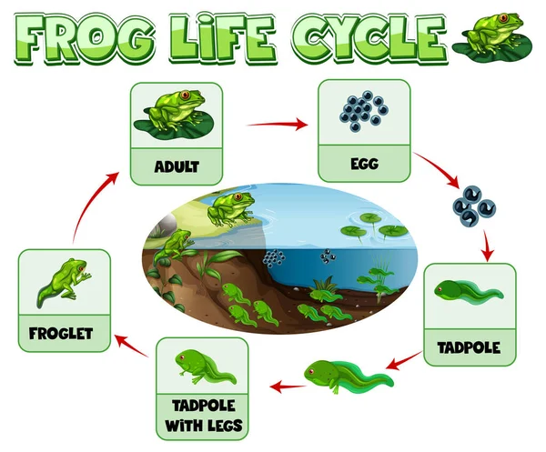 Diagram Menunjukkan Siklus Hidup Dari Ilustrasi Katak - Stok Vektor