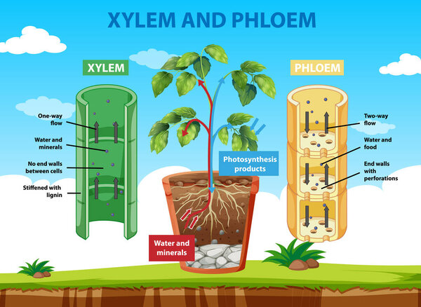 Diagram showing xylem and phloem of plant illustration