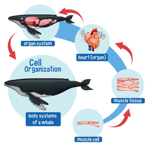 Diagramma Che Mostra Organizzazione Cellulare Illustrazione Balena — Vettoriale Stock