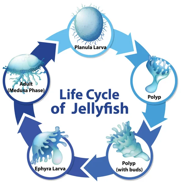 Illustrazione Del Ciclo Vita Delle Meduse — Vettoriale Stock