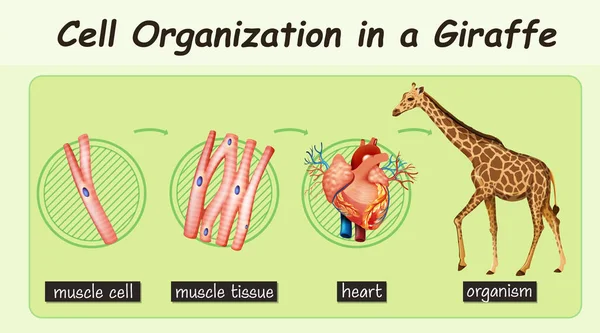 Diagramm Das Die Zellorganisation Einer Giraffen Illustration Zeigt — Stockvektor