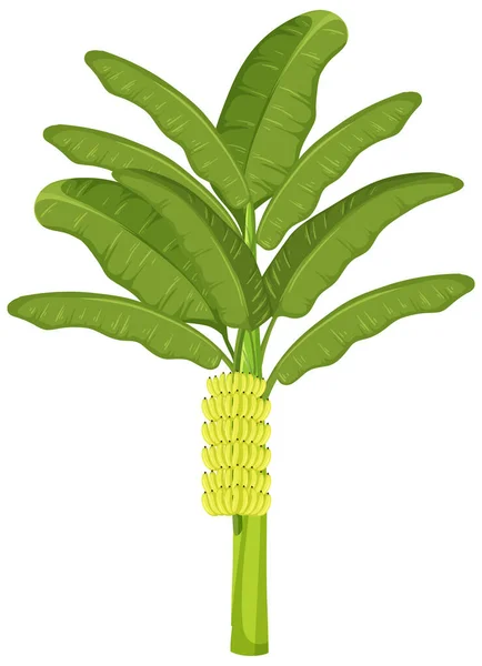 Banana Tree Isolated Cartoon Style White Background Illustration — Stock Vector