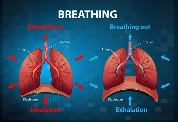 Processus Respiration Illustration Expliquée — Image vectorielle