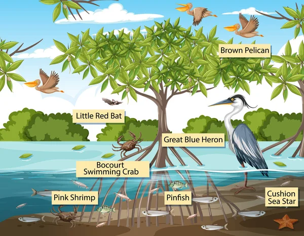 Mangrove Orman Sahnesi Llüstrasyonunda Etiketli Vahşi Hayvanlar — Stok Vektör