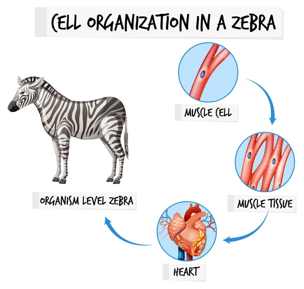 Diagrama Mostrando Organização Celular Uma Ilustração Zebra — Vetor de Stock