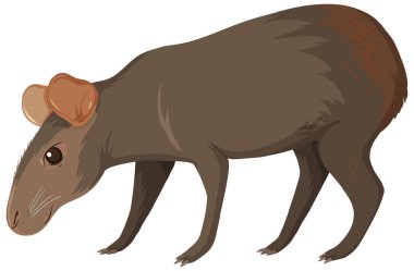 Beyaz arkaplanda vahşi bir hayvan resmi