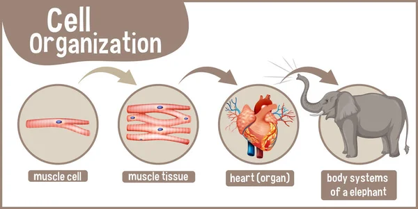 Diagram Som Visar Cellorganisationen Elefantillustration — Stock vektor