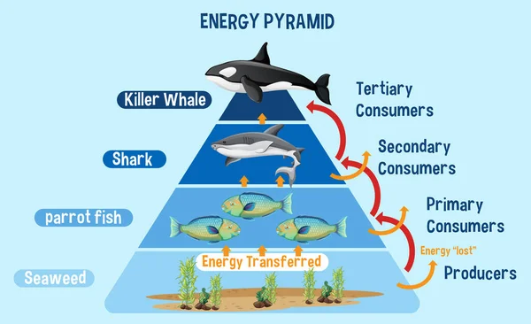 Diagrama Que Muestra Pirámide Energía Ártica Para Ilustración Educativa — Archivo Imágenes Vectoriales