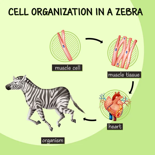 Diagram Som Visar Cellorganisationen Zebra Illustration — Stock vektor