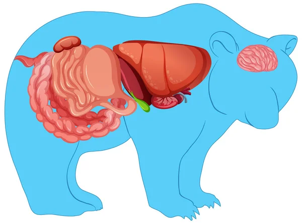 Vadon Élő Medve Izolált Illusztrációjának Anatómiája — Stock Vector