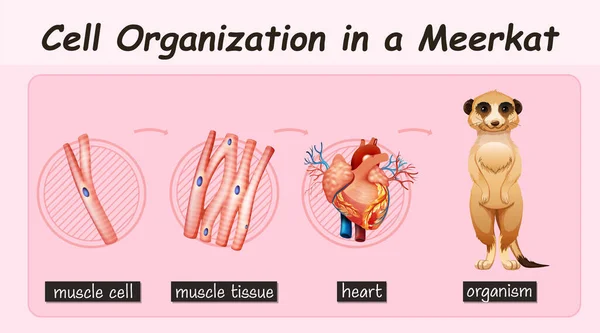 Schema Met Celorganisatie Een Meerkat Illustratie — Stockvector