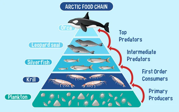 Diagrama Que Muestra Cadena Alimentaria Ártica Para Educación Ilustración — Vector de stock