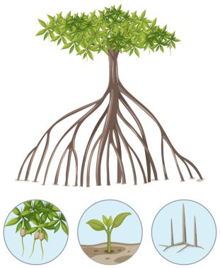 Beyaz arkaplanda izole edilmiş elementlere sahip mangrove ağacı