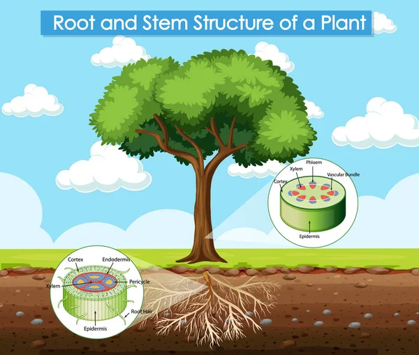 Diagramme Montrant Structure Des Racines Des Tiges Une Plante Illustration — Image vectorielle