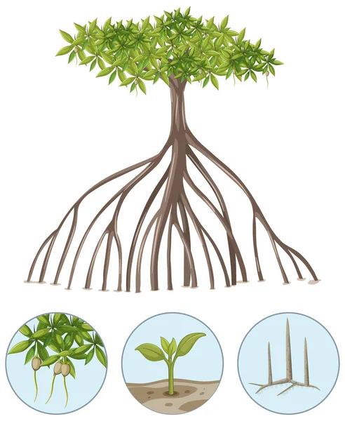 Mangrove Tree Elements Isolated White Background Illustration — Image vectorielle