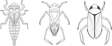 Değişik böcek ve böcek türleri çizimi