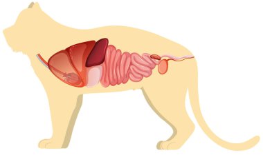 İç organ yapısı illüstrasyonlu kedi anatomisi