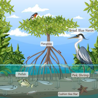 Mangrove orman sahnesi ve etiketli hayvanlar.