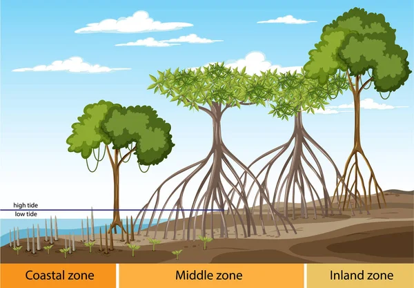 Estructura Del Bosque Manglar Con Ilustración Diagrama Tres Zonas — Archivo Imágenes Vectoriales