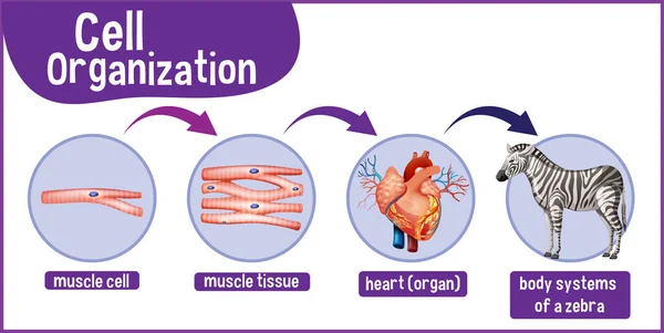 Diagram Som Visar Cellorganisationen Zebra Illustration — Stock vektor