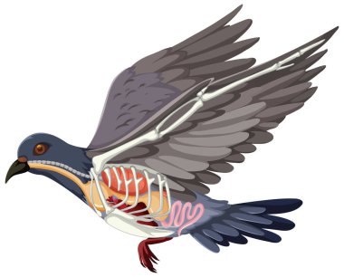 Beyaz arkaplanda izole edilmiş güvercin kuşu anatomisi