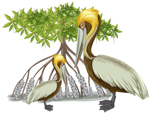 マングローブの木とブラウンペリカン白の背景イラストの漫画風 — ストックベクタ
