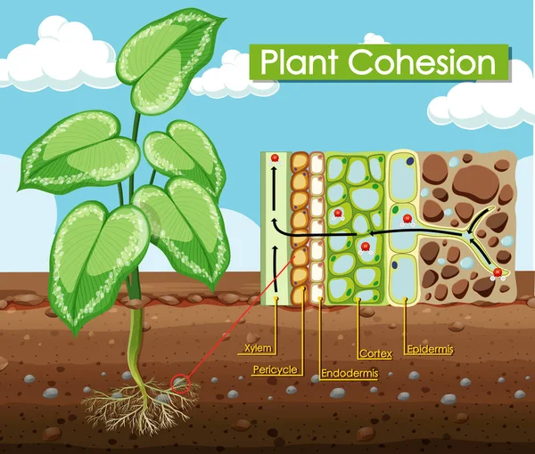 Diagrama Que Muestra Ilustración Cohesión Vegetal — Archivo Imágenes Vectoriales