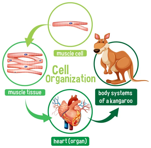 Schema Che Mostra Organizzazione Cellulare Illustrazione Canguro — Vettoriale Stock