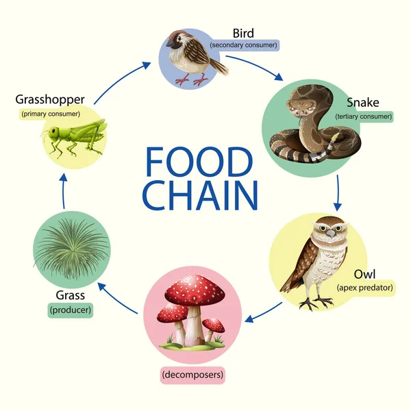 Food Chain Diagram Concept Illustration Stock Vector Image by ... Biology Diagrams
