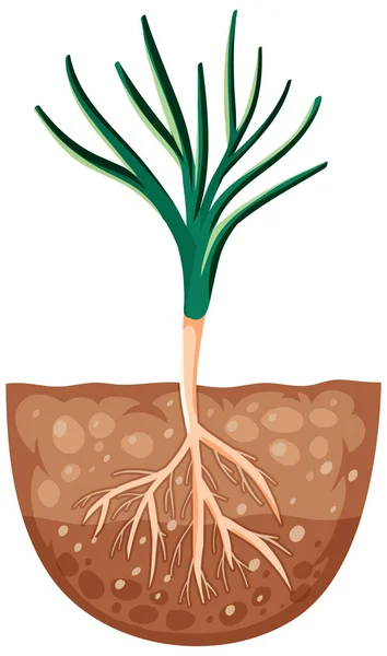 Groeiende Plant Met Wortels Bodem Illustratie — Stockvector