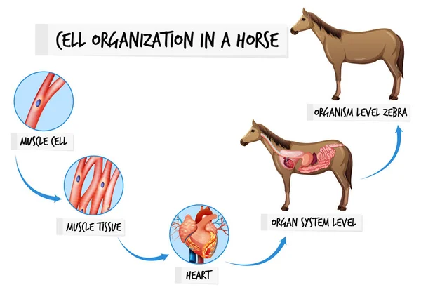 Schema Che Mostra Organizzazione Cellulare Illustrazione Cavallo — Vettoriale Stock