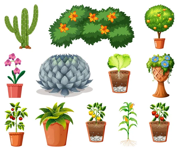 Ensemble Différentes Plantes Dans Des Pots Isolés Sur Fond Blanc — Image vectorielle