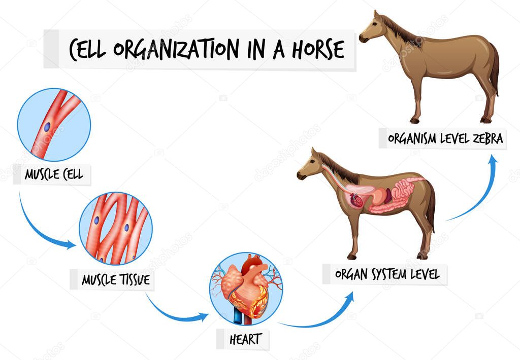 Diagram showing cell organization in a horse illustration
