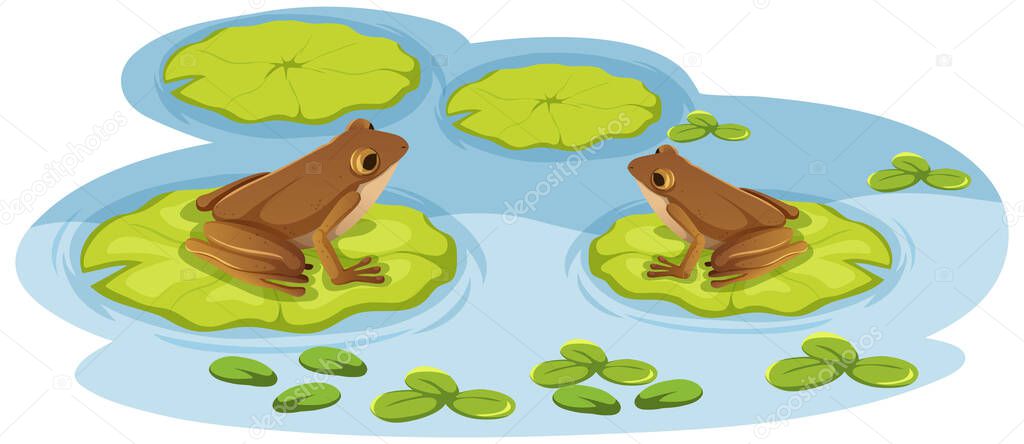 Two frogs on lotus leaves in the water illustration