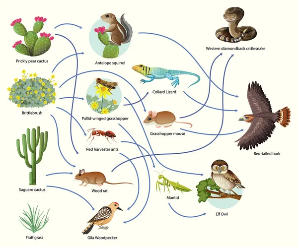 Diagram Showing Animal Food Chain White Background Illustration — Stock Vector