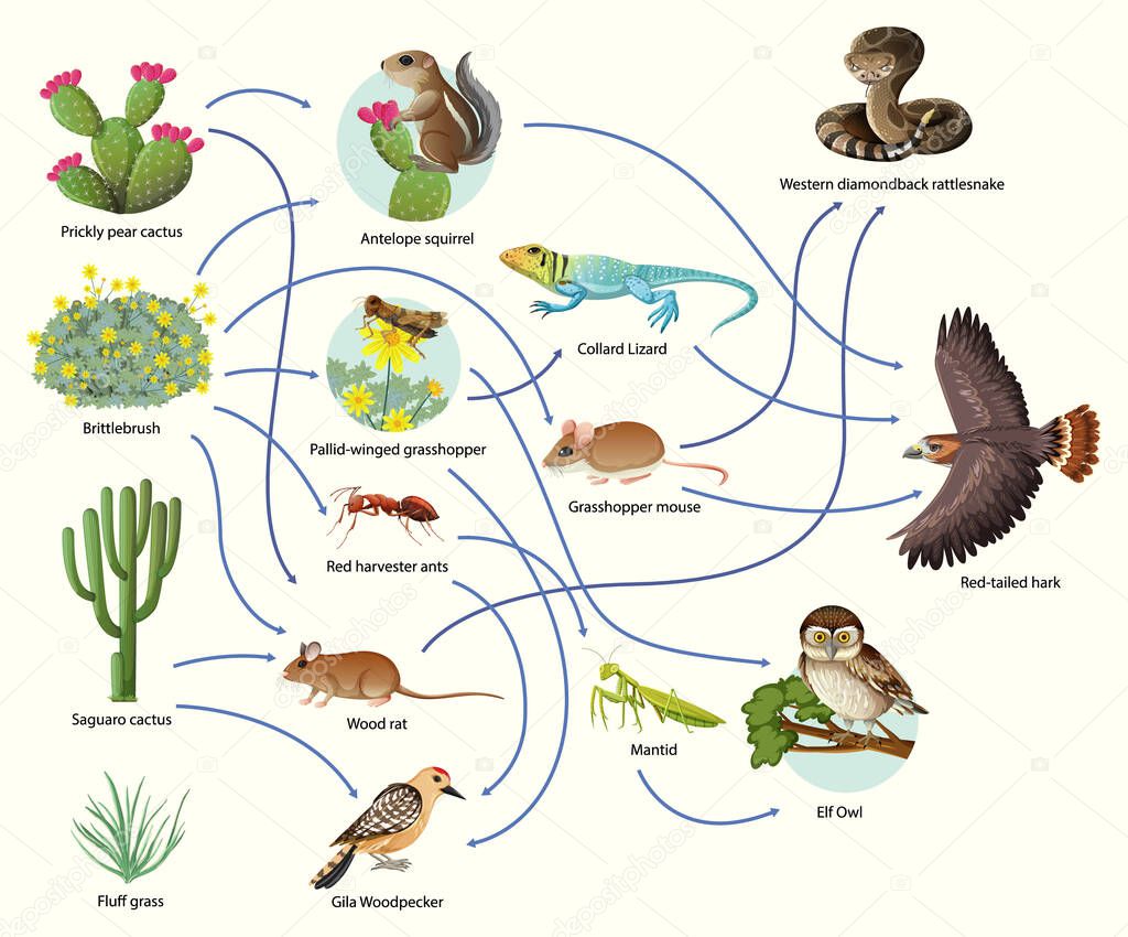 Diagram showing animal food chain on white background illustration