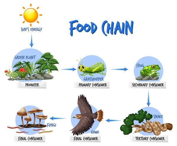 Illustrazione Del Concetto Diagramma Della Catena Alimentare — Vettoriale Stock