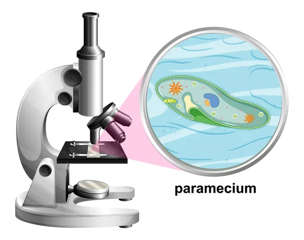 Microscópio Com Estrutura Anatômica Paramecium Sobre Fundo Branco Ilustração —  Vetores de Stock