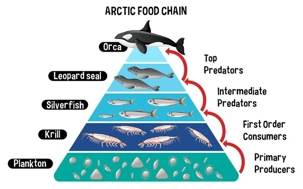 Diagramme Illustrant Chaîne Alimentaire Arctique Pour Éducation — Image vectorielle