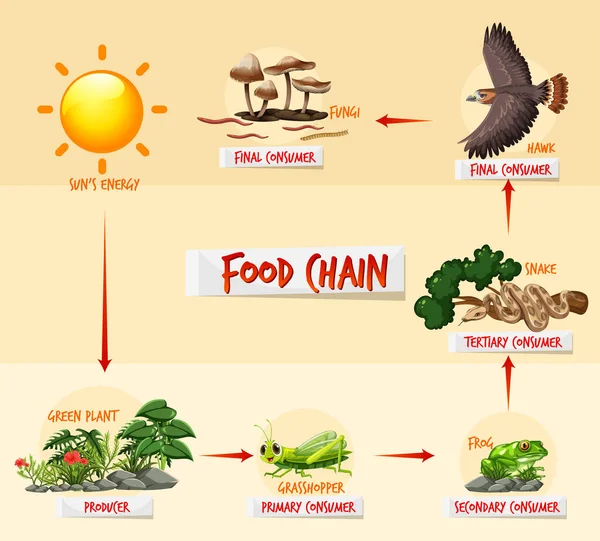 食物链图概念说明 — 图库矢量图片