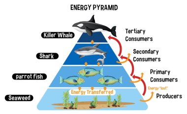 Diagram showing Arctic energy pyramid for education illustration clipart svg vector 