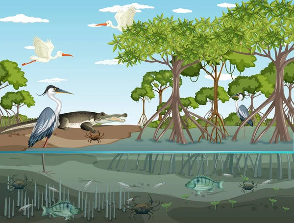 Mangrove Lesní Krajina Scéna Dne Ilustrace — Stockový vektor